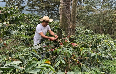 El precio interno de referencia para la compra de café pergamino seco a 9 de mayo